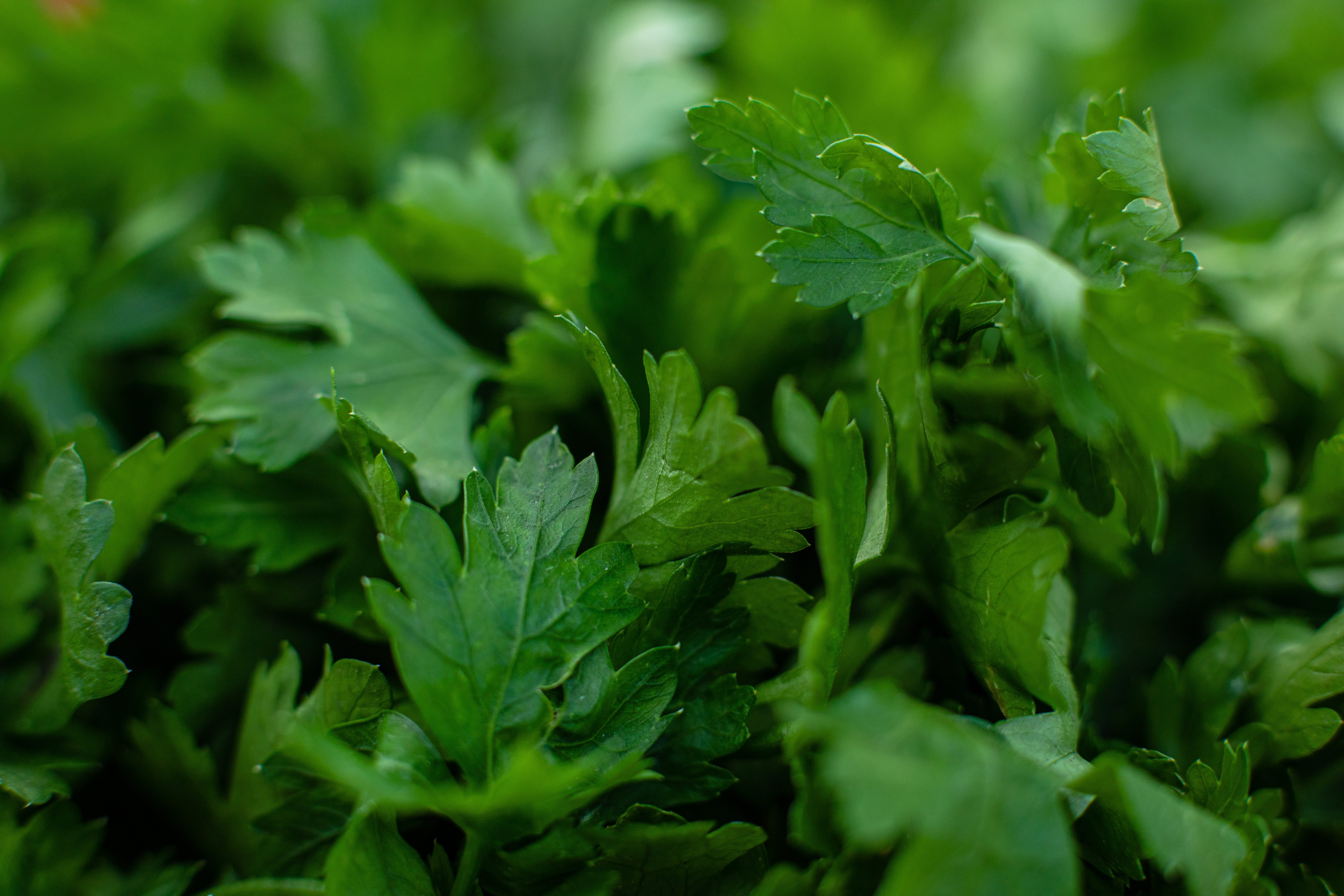 [Parsley]