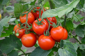 Tomate - Acido fosfónico, fosetil-Al (suma), etefón y glifosato