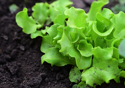 Lettuce - Multiresidues pesticides, chlorate, perchlorate, ethephon, Glyphosate, AMPA, Glufosinate, NAG, QAC