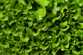TQ210 · LECHUGA: PLAGUICIDAS MR, GLIFOSATO Y AMPA
